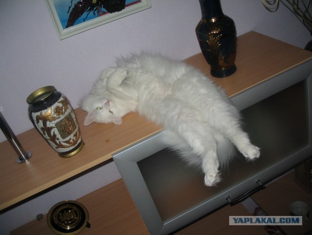 Про кошек и цыплят