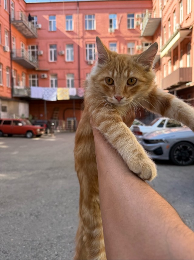 К котовторнику