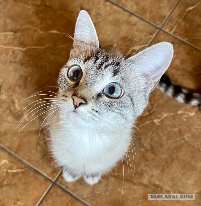 Котовторник жеж!!!