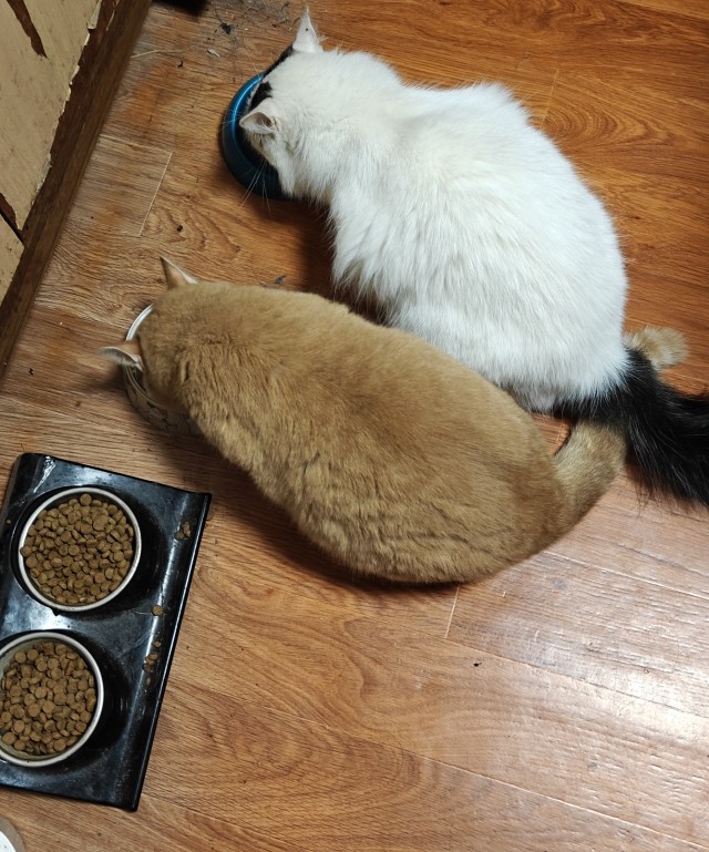 Котовторнику да