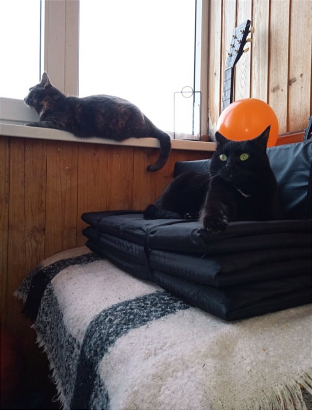 Котовторник же!