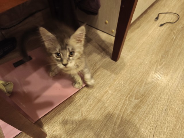 Котособаковторник
