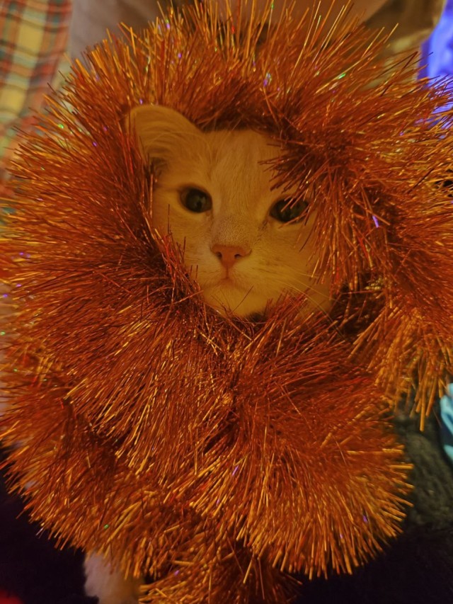 Любвеобильные котики