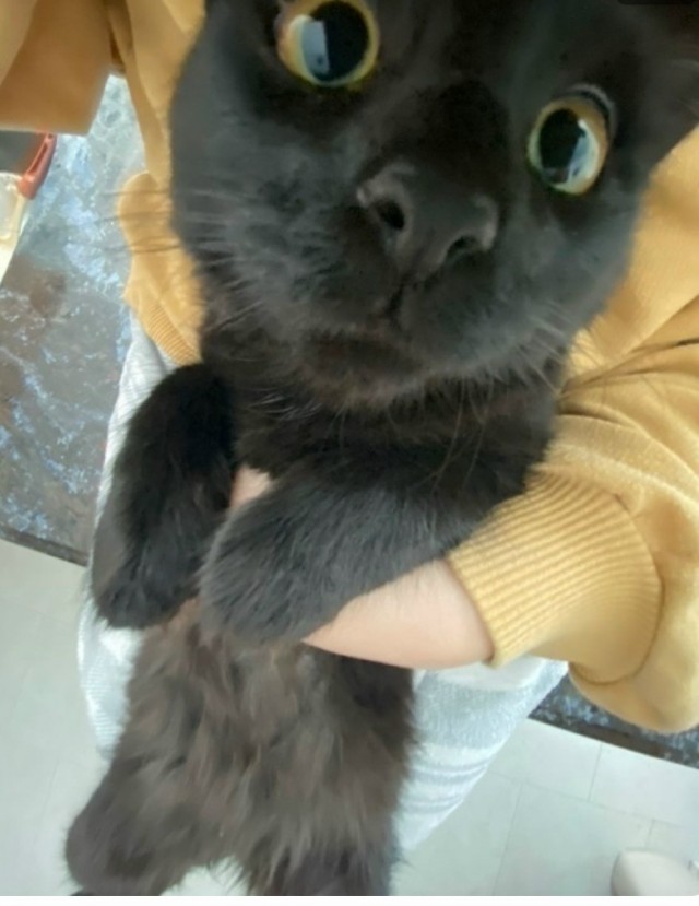 Черненький
