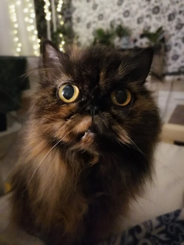 17 лет Коту ( примерно)