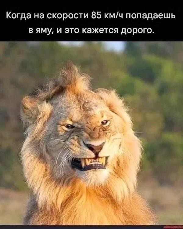 Картинки с надписями про авто
