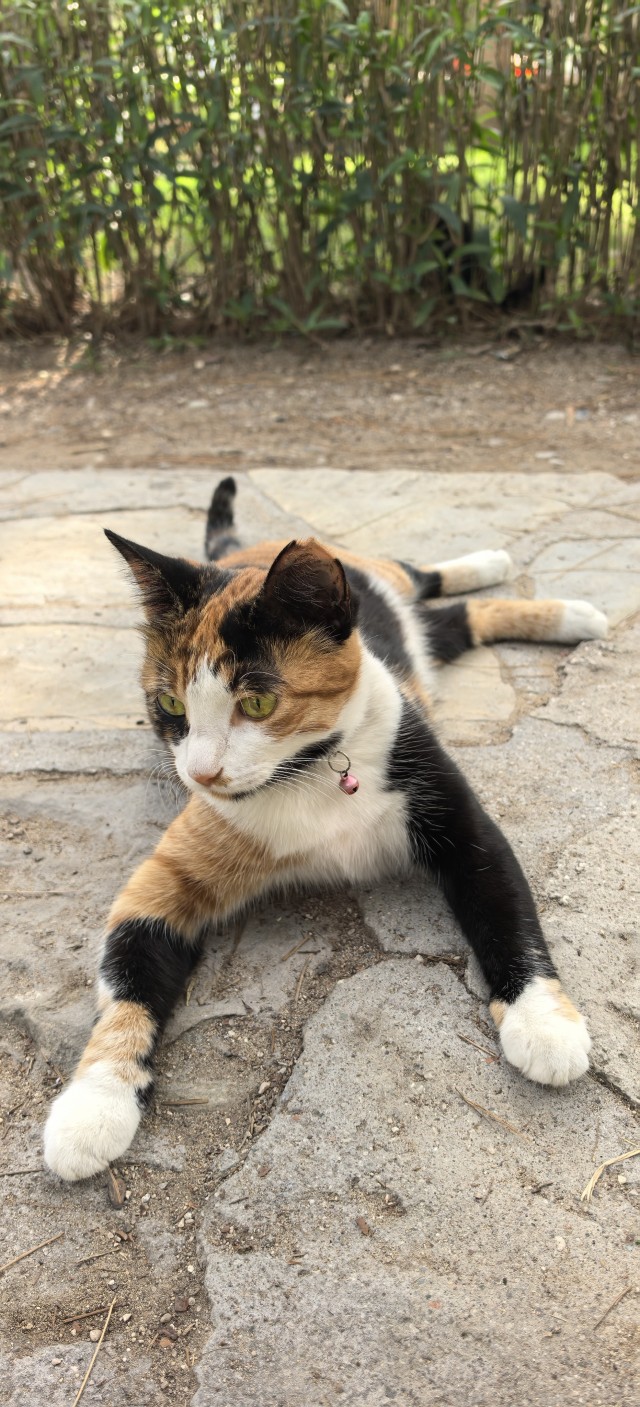 Котовторник 29.09.2026