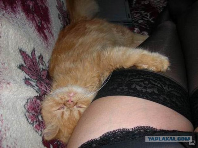 Коты ученых