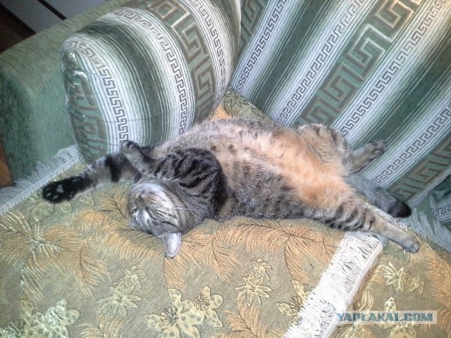 Котовторник 4.02.2014