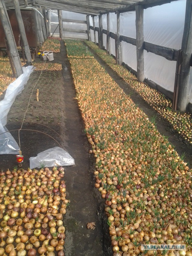 Любителям зелени