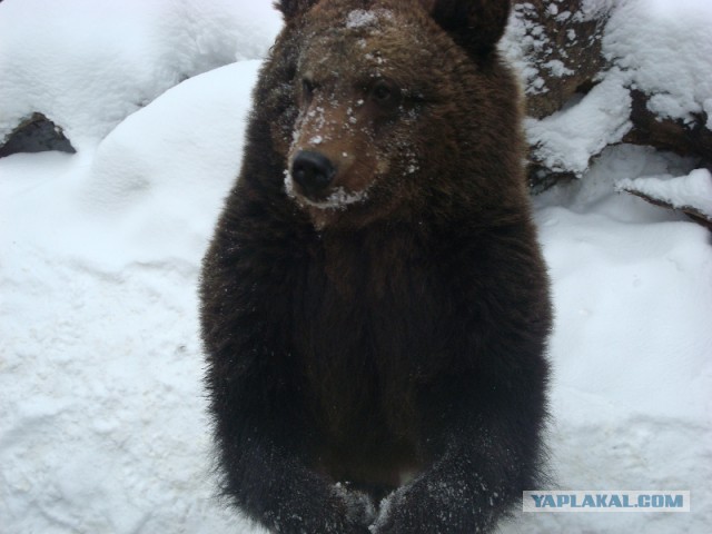 Нижегородцы шокированы жуткой трагедией