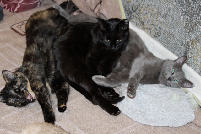 Котовторник 04.11.2014