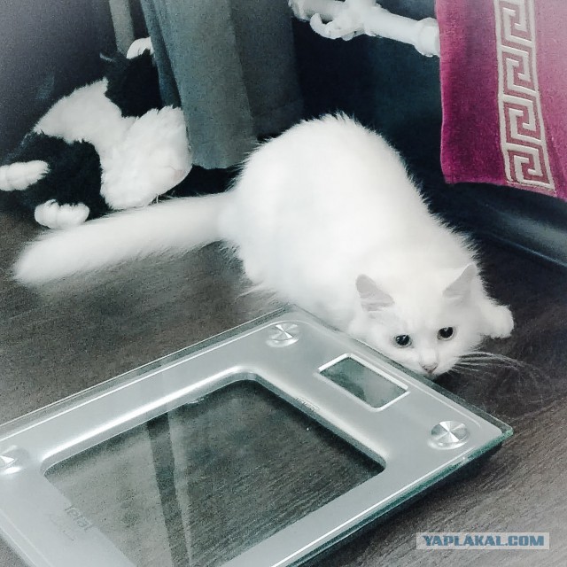 Котовторник 25.08.2015
