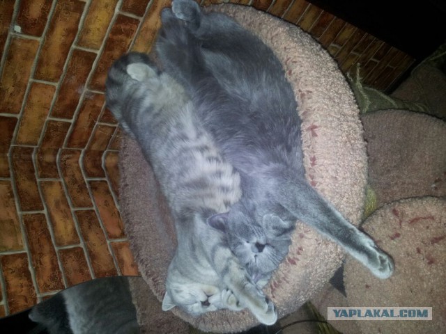 Как спят кошки....