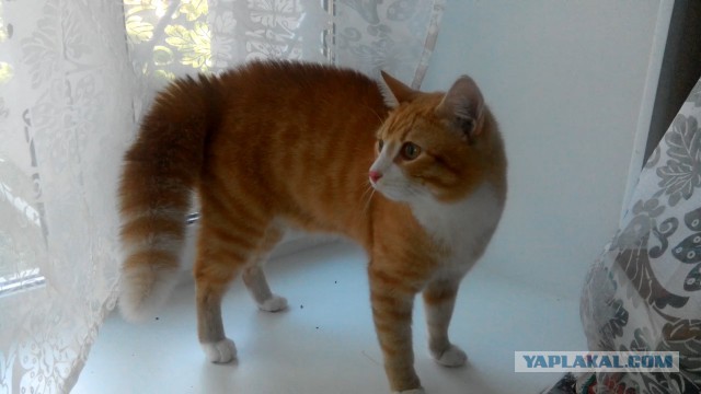Котовторник 15-09-2015 !