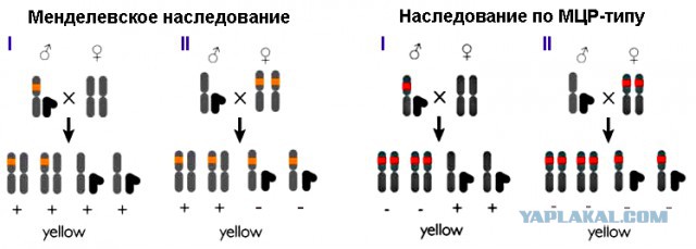 Мутагенная цепная реакция