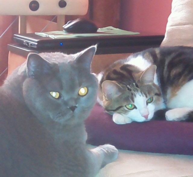 Котовторник 13.10.2015