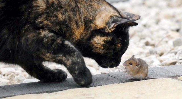 Удивительные фото кошки и мышки