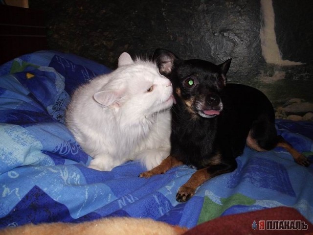 Коты, кошки, котята