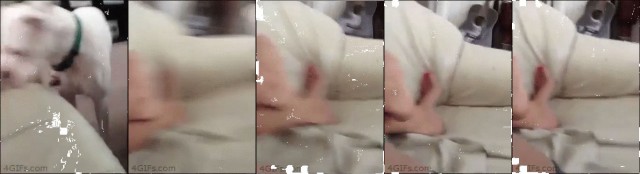 GIFота