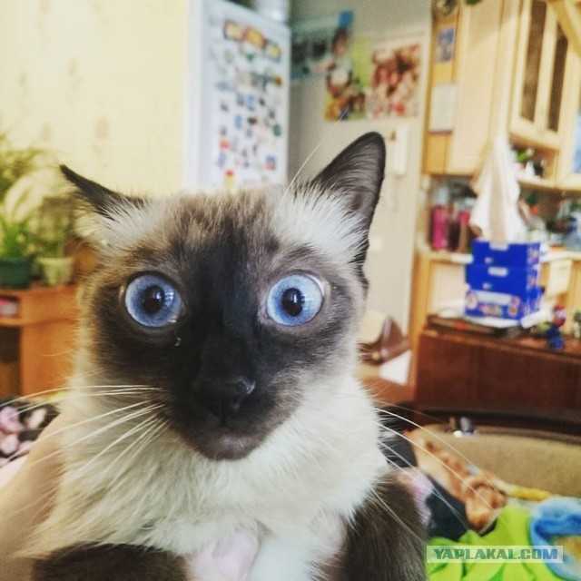 Котовторник  01.03.2016