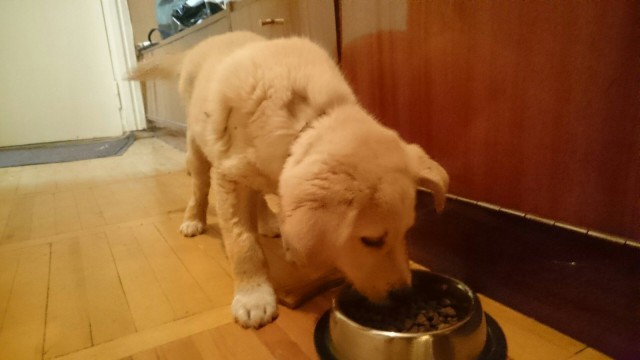 Белый Бим, рыжие ухи