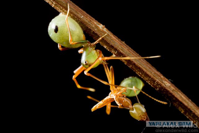 Муравьиное братство: пьяные оргии, «Поза чемоданчика» и «Не пади врагу»