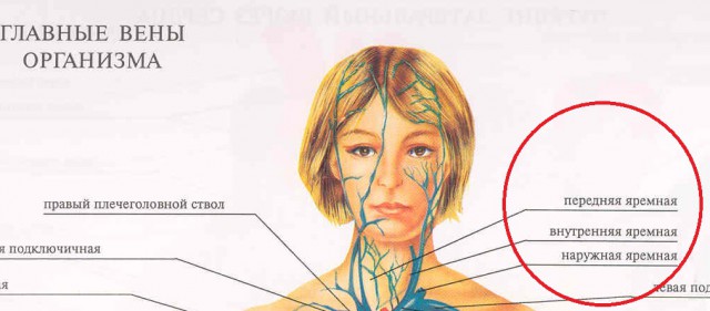 25 опасных мифов о выживании, которые могут принести больше вреда, чем пользы
