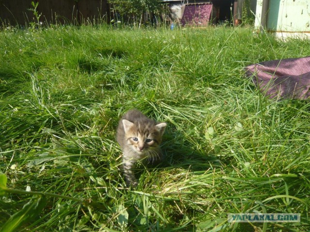 А у нас сегодня кошка родила вчера котят