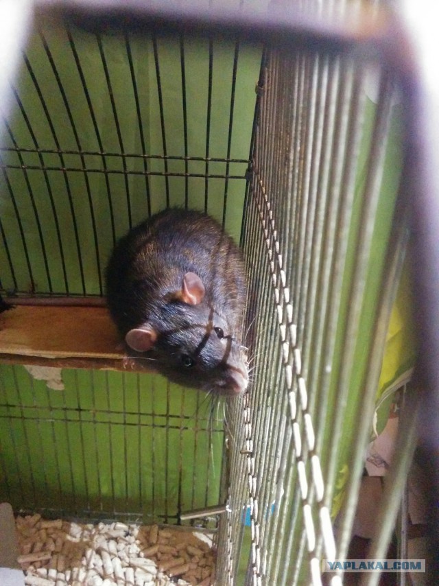 Крыс Лютик