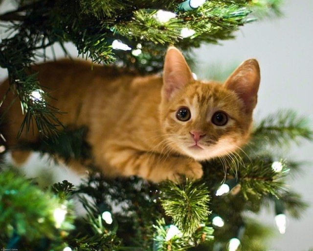 Коты из сети