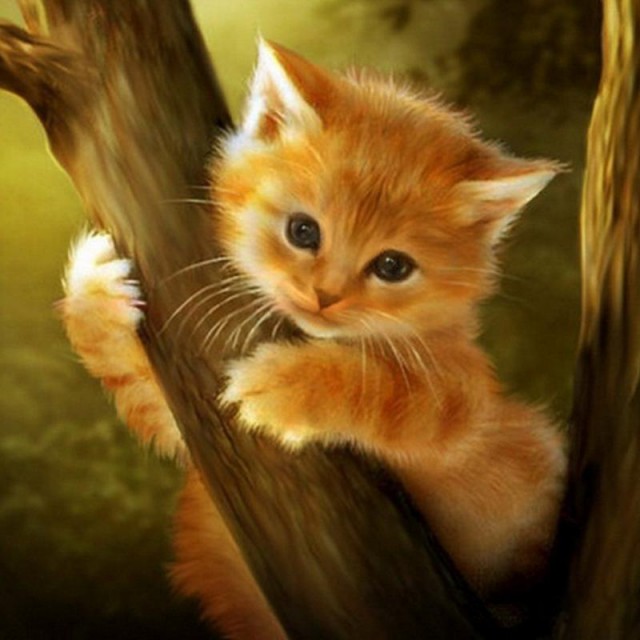 Коты из сети