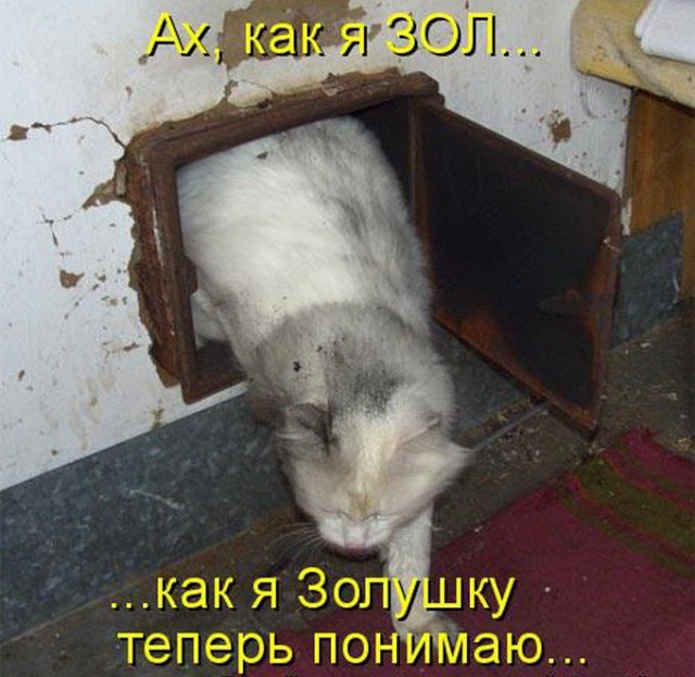 Коты и Кошки