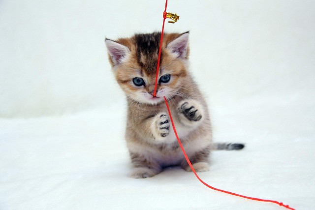 Коты и Кошки