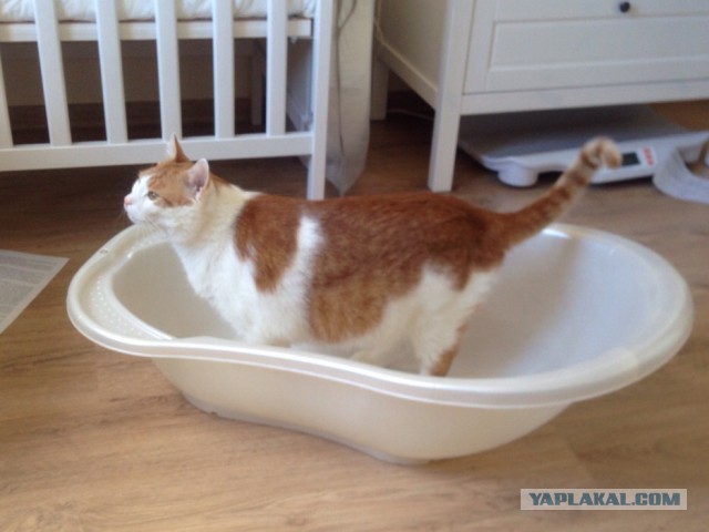 Котовторник 18.04.2017