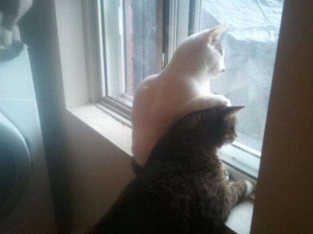 Коты и Кошки