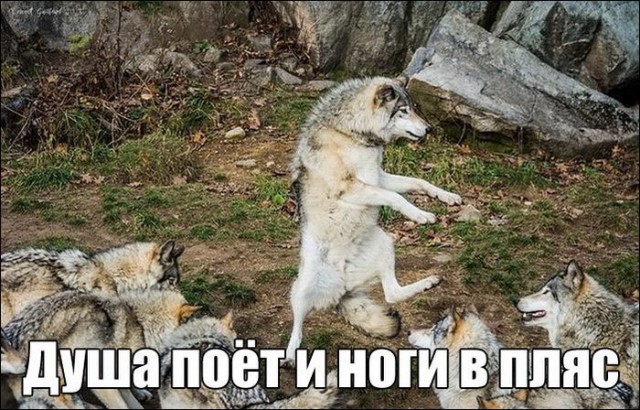 184 картинки для поднятия настроения!