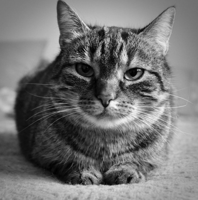 Коты и Кошки