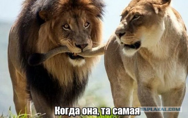 Подборка забавных животных