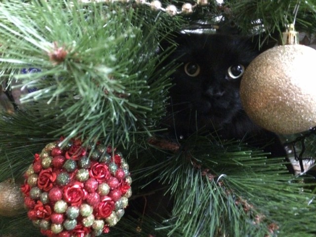 Фотографии кошек на новогодних елках начинают заполнять интернет