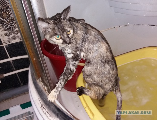 Котовторник!