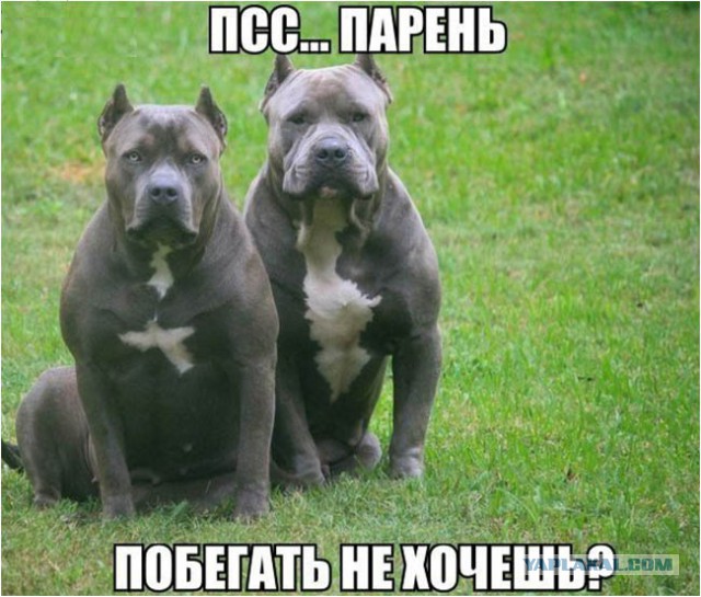 Питбуль - "собака-убийца"