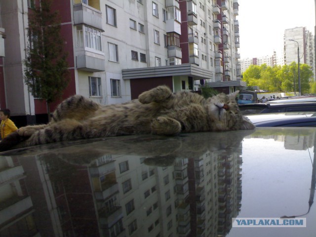 Получила я кота на сдачу...