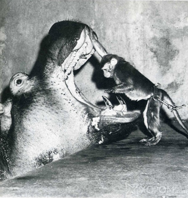 Немного исторических фотографий, пойманных в нужный момент