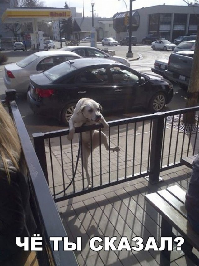 Нестандартный юмор