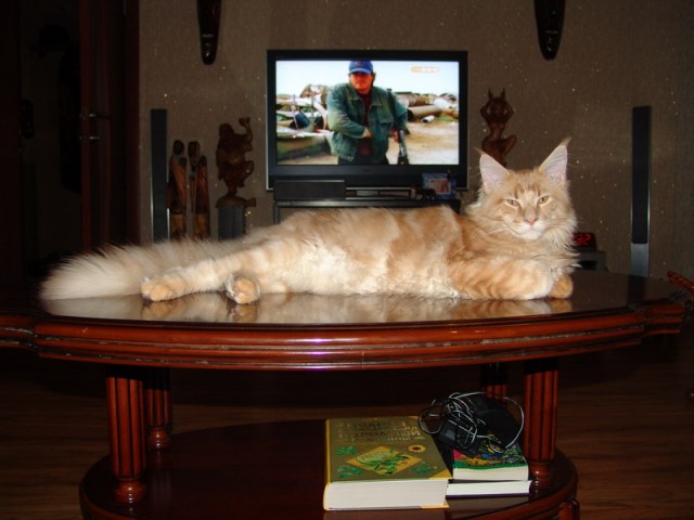 Котовторник на ЯПлакалъ (27.05.08), прикольные коты, добавляем свои!