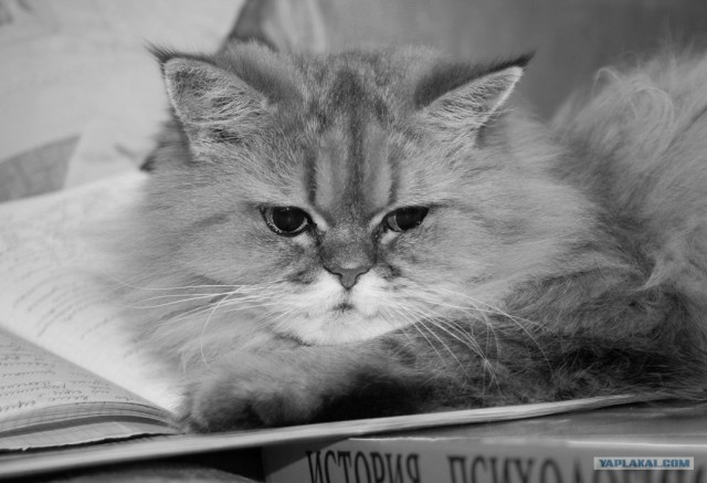 Котовторник на ЯПлакалъ (10.06.08), прикольные коты, добавляем свои!