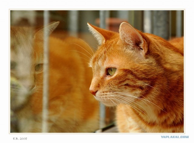 Котовторник на ЯПлакалъ