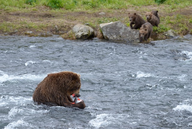 Медведица Самапятая: открытие рыболовного сезона с медвежатами