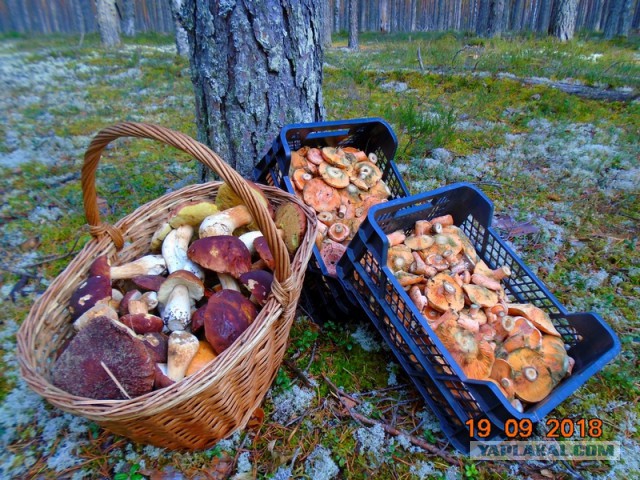 Удачный грибной сезон